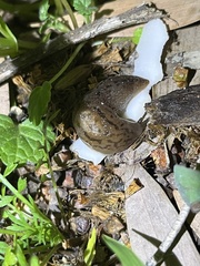 Ambigolimax