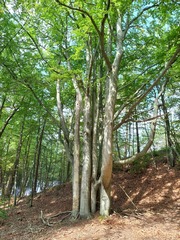 Fagus sylvatica