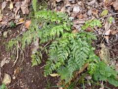 Asplenium rutifolium
