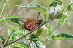 Acraea neobule