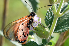 Acraea neobule