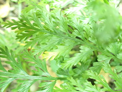 Asplenium rutifolium