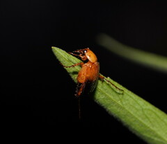 Phyllotocus macleayi