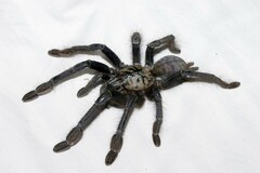 Omothymus violaceopes