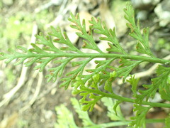 Asplenium rutifolium