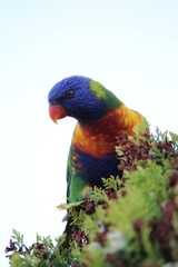 Trichoglossus moluccanus