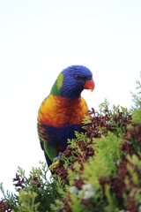 Trichoglossus moluccanus