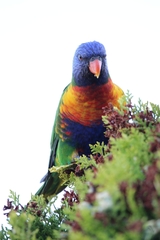 Trichoglossus moluccanus