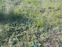 Ornithogalum orthophyllum