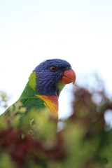 Trichoglossus moluccanus