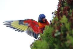 Trichoglossus moluccanus