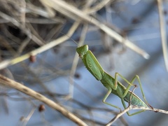 Orthodera