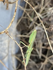 Orthodera