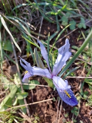 Iris histrio
