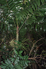 Ptychosperma macarthurii