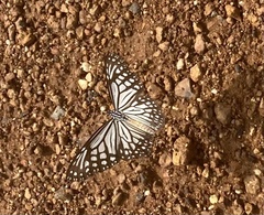 Papilio clytia