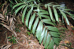 Ptychosperma macarthurii
