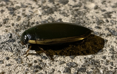 Cybister tripunctatus