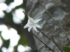 Dendrobium crumenatum