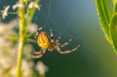 Araneus quadratus
