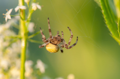 Araneus quadratus
