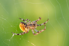 Araneus quadratus