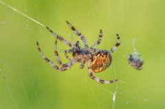 Araneus quadratus