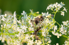 Araneus quadratus