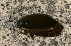 Cybister tripunctatus