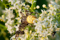 Araneus quadratus