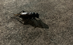 Teleogryllus commodus