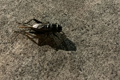 Teleogryllus commodus
