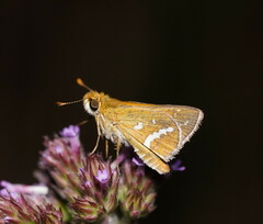 Taractrocera papyria