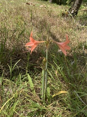 Hippeastrum