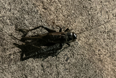 Teleogryllus commodus