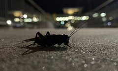 Teleogryllus commodus