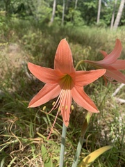 Hippeastrum