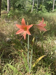 Hippeastrum
