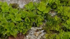 Syntrichia montana