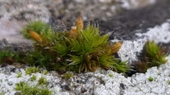 Orthotrichum diaphanum