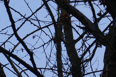 Dendrocopos major