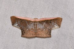 Tessarotis rubrata