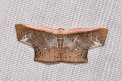 Tessarotis rubrata