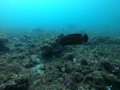 Cephalopholis sonnerati