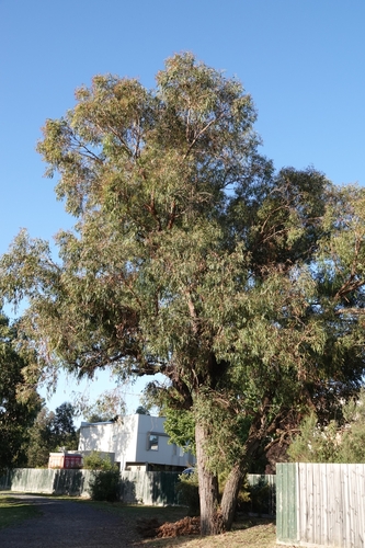 Image of Mealy Stringybark (Eucalyptus cephalocarpa) by no rights reserved