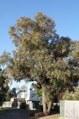 Eucalyptus cephalocarpa
