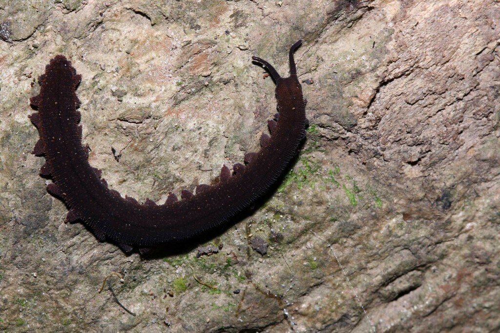 Eoperipatus from Mersing, Johor, Malajsie on July 1, 2011 at 12:18 PM ...