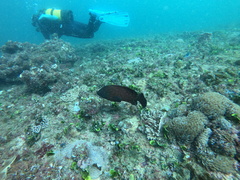 Cephalopholis sonnerati