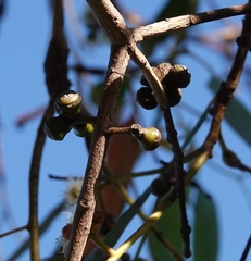 Eucalyptus cephalocarpa