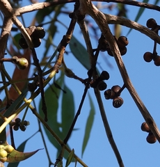 Eucalyptus cephalocarpa
